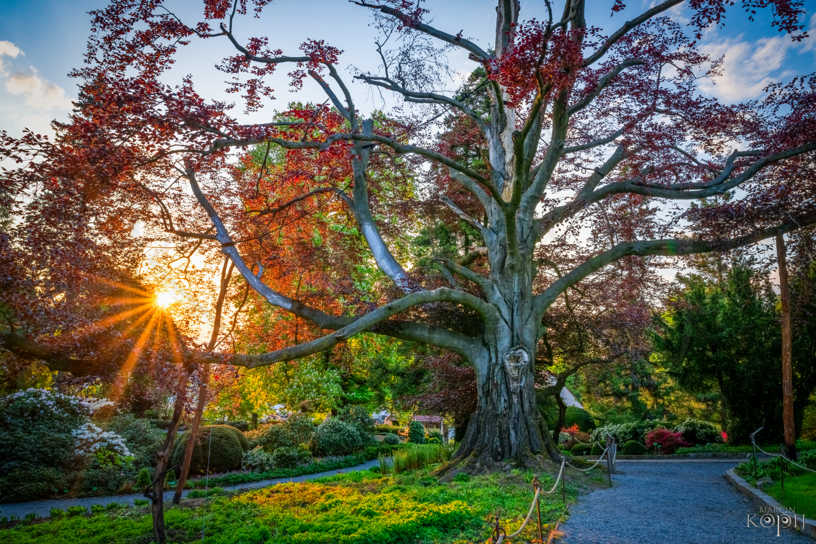 buk drzewo arboretum wojsławice