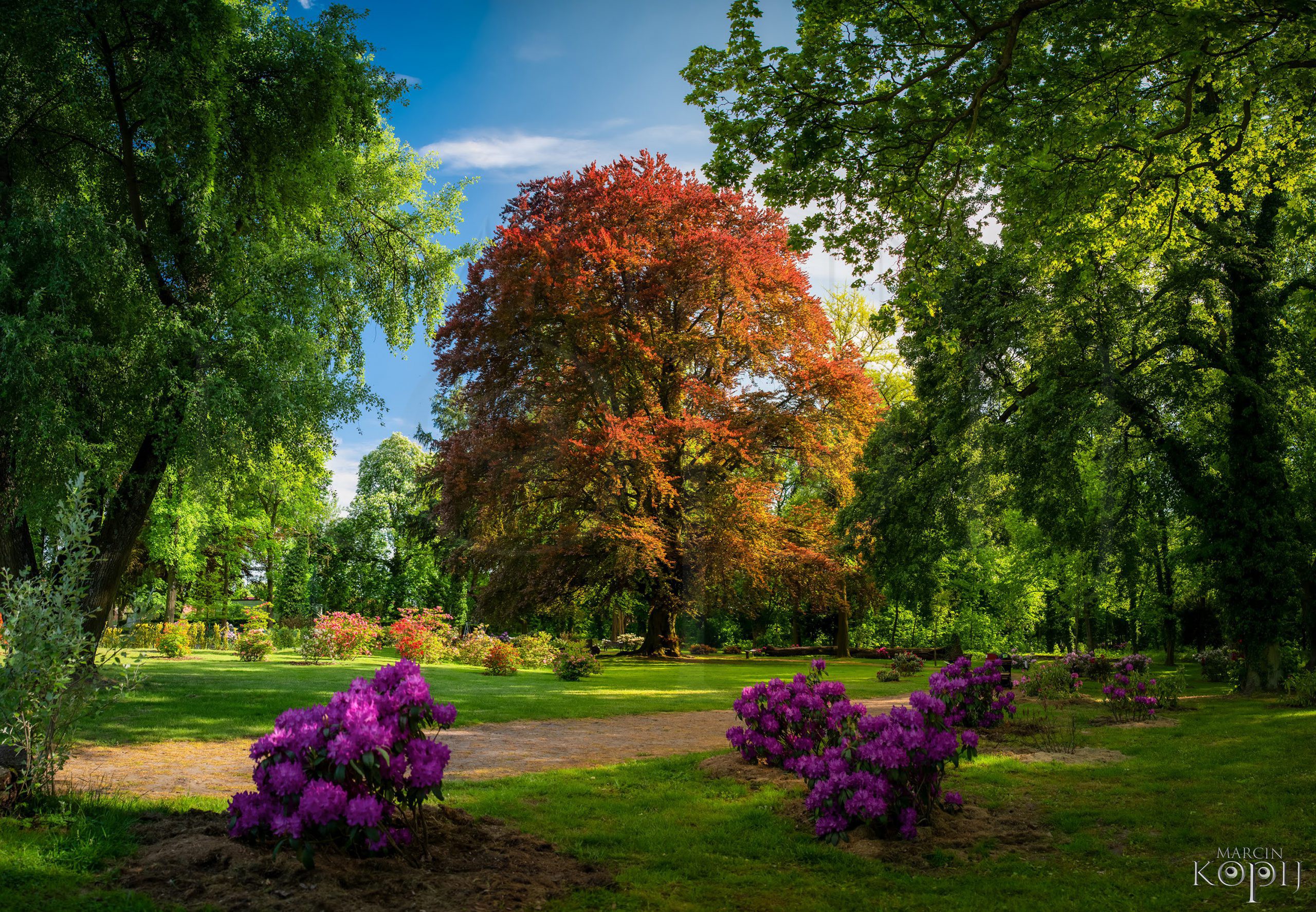 Buk z Dalkowa Europejskie Drzewo Roku 2025 - European Tree of The Year