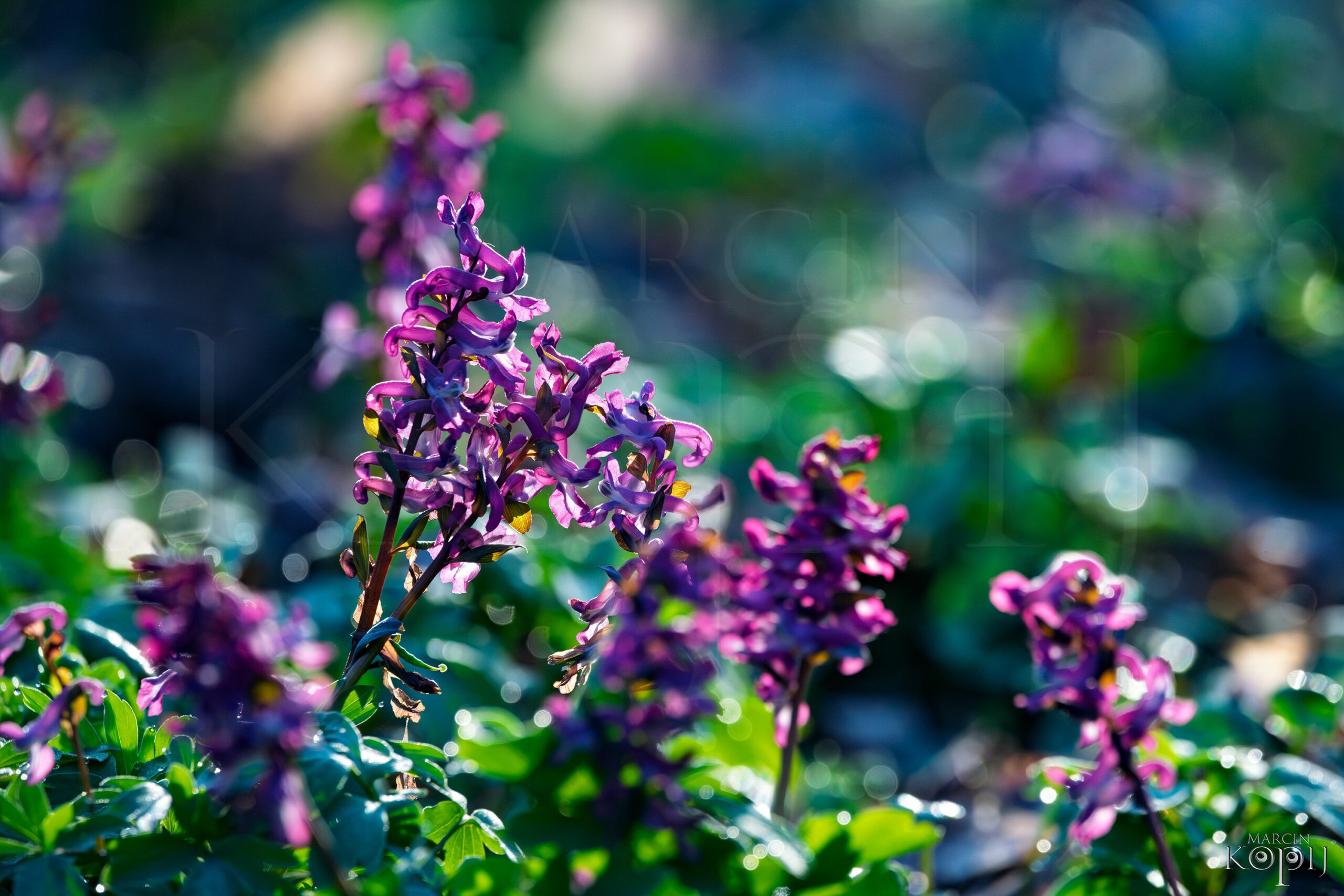 wiosna kokorycz głogów park