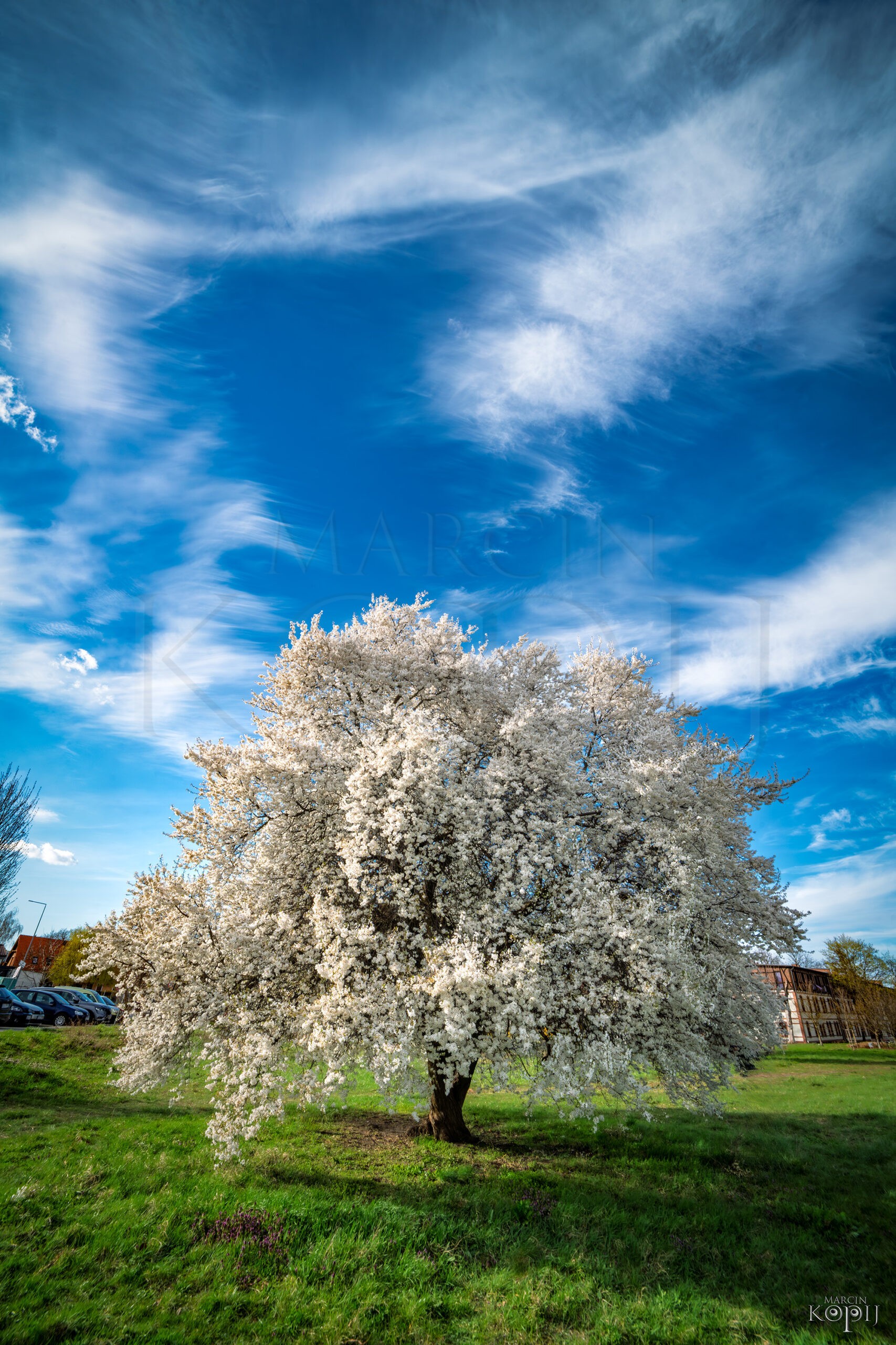 wiosenne drzewo