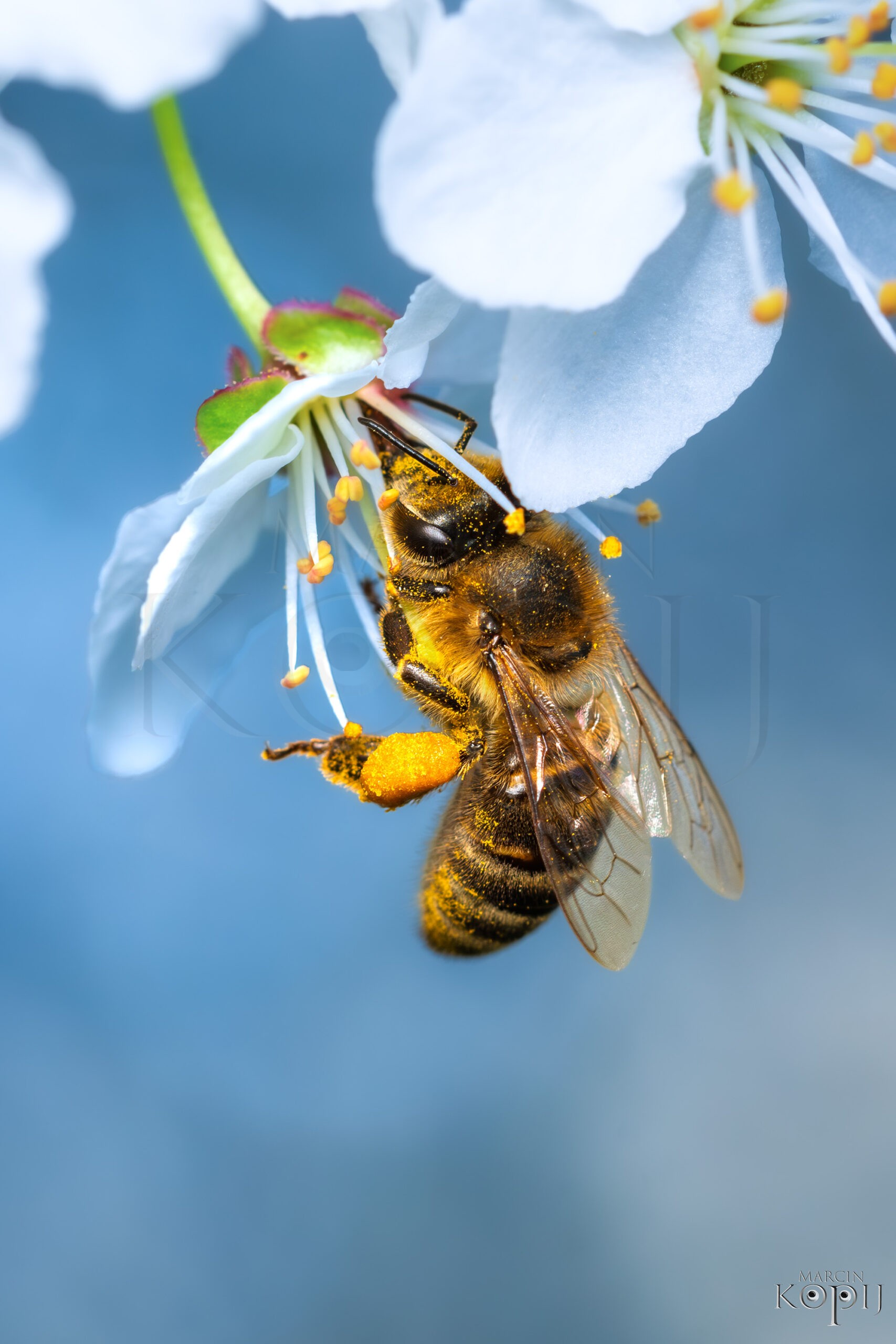pszczoła zbierająca pyłek