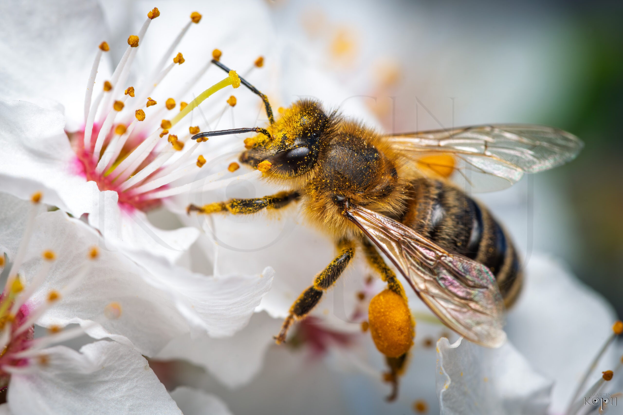 pszczoła zapylająca drzewo