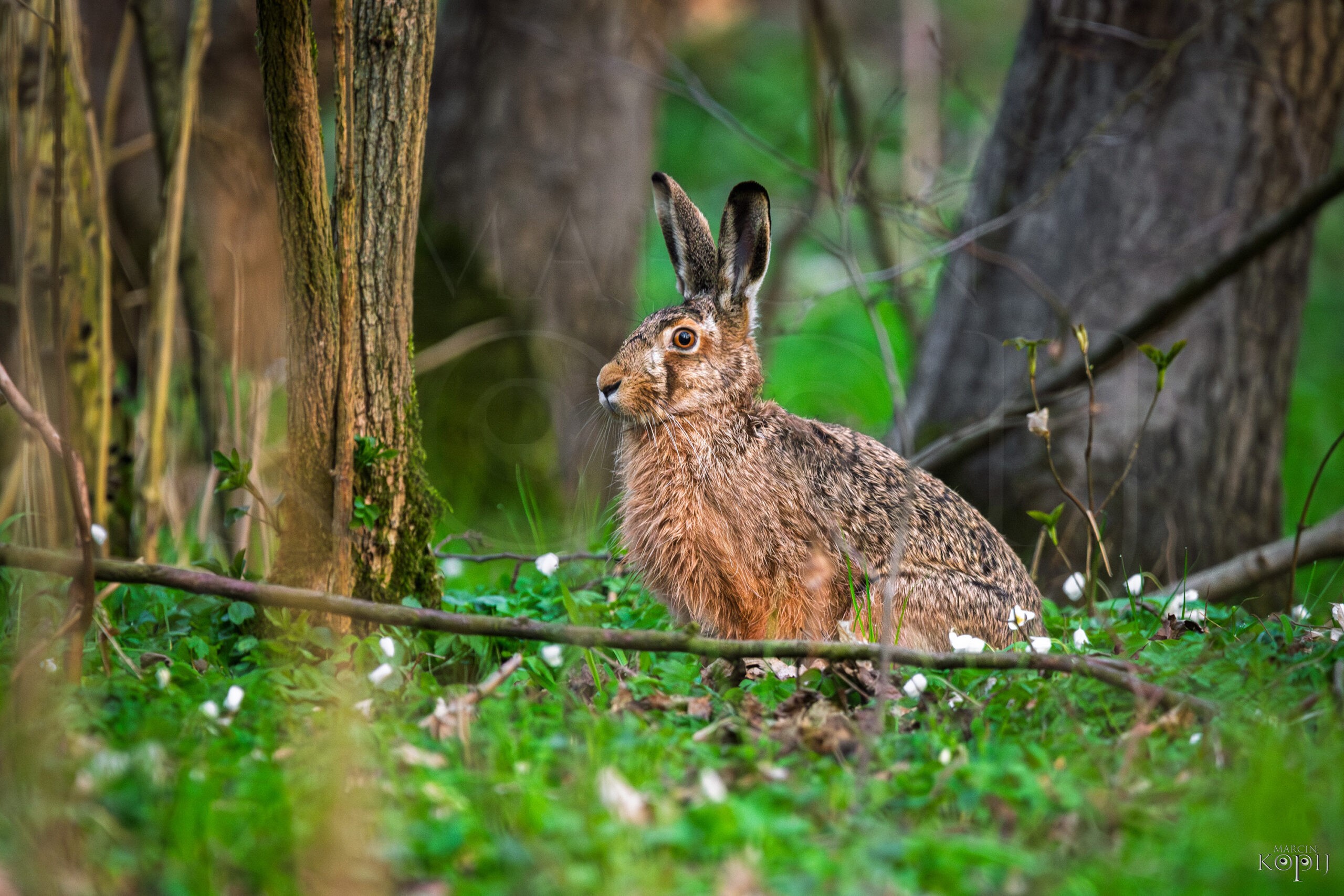 zając szarak zawilce rezerwat