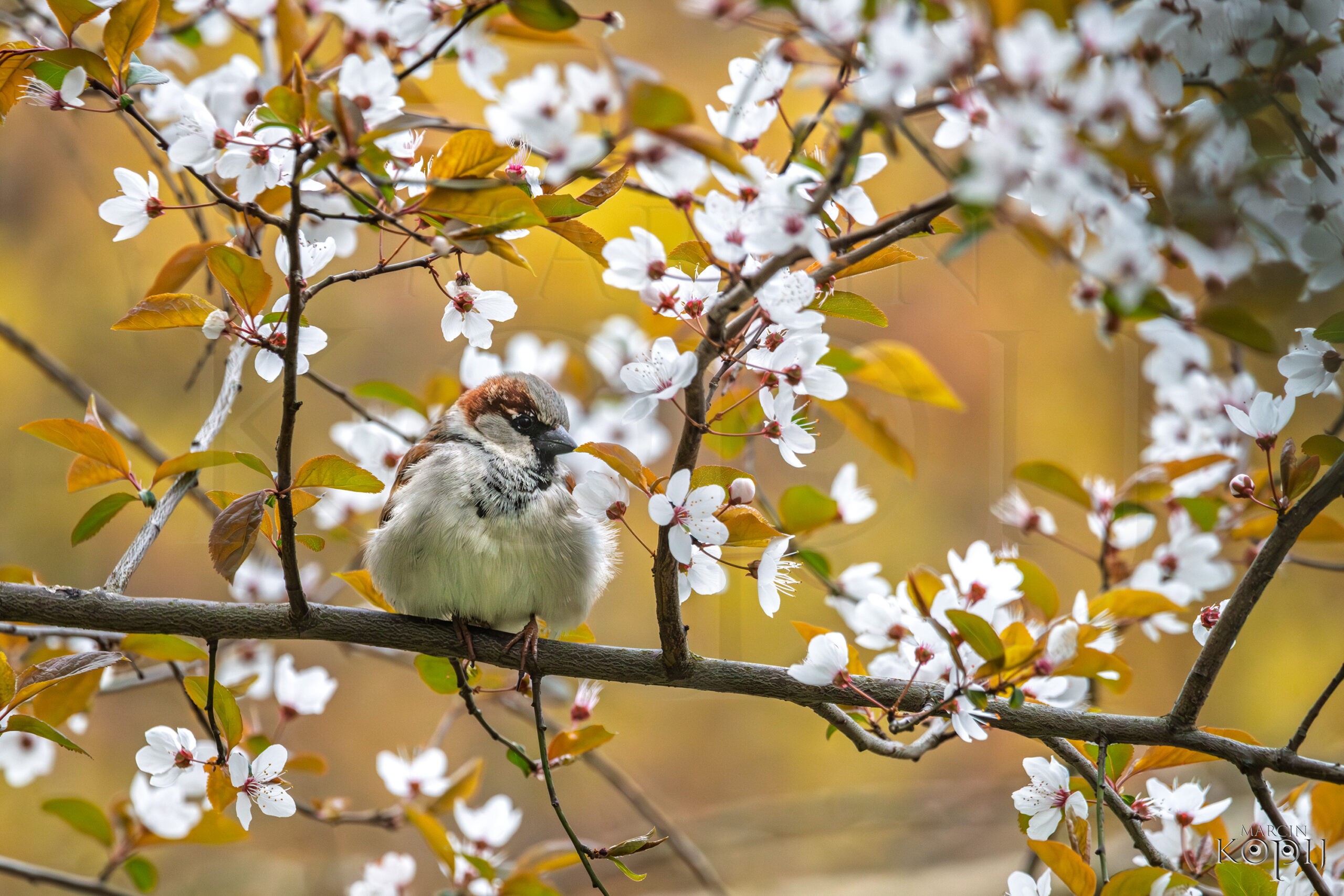 wiosenny wróbel głogów