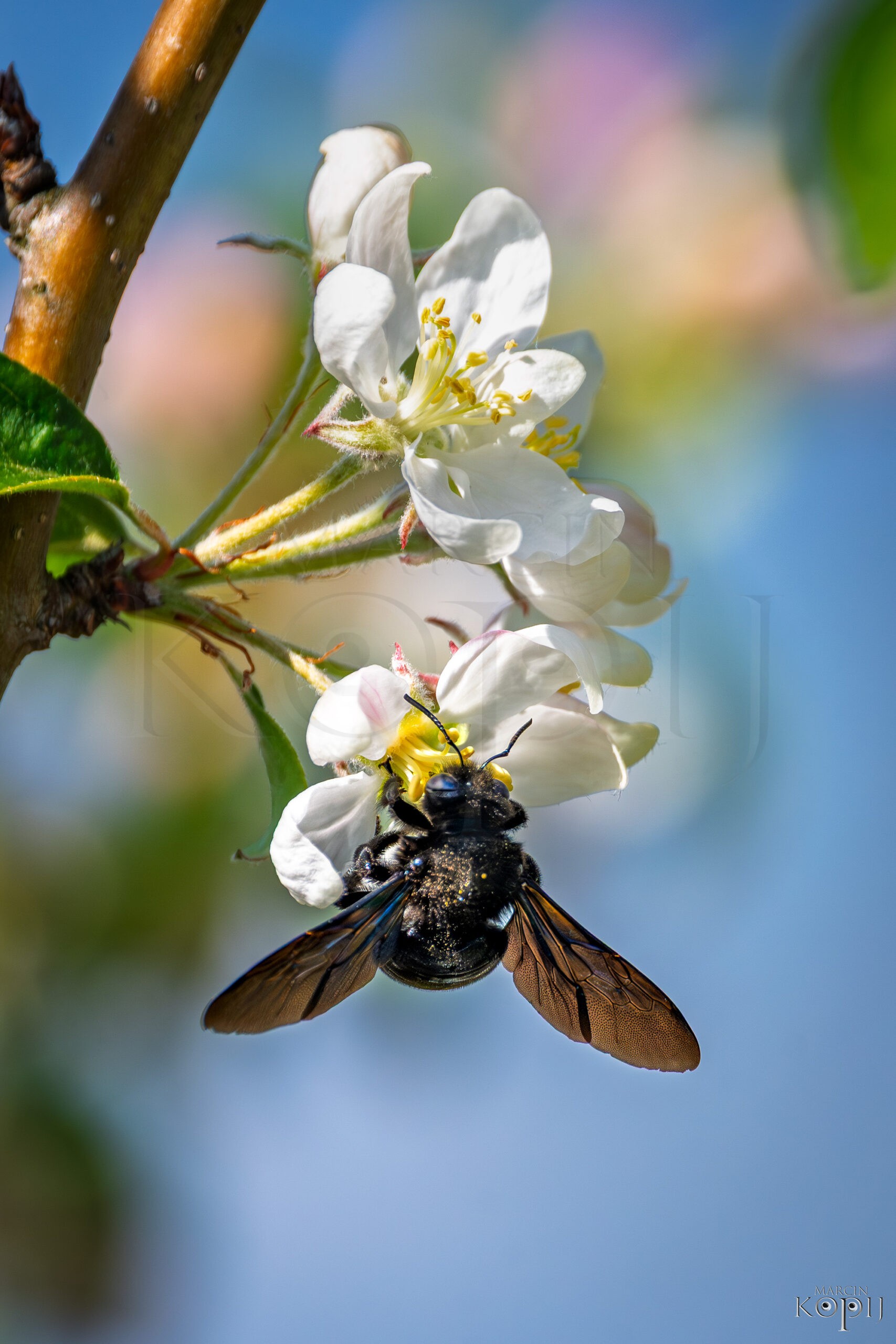 zadrzechnia czarnoroga (Xylocopa valga)
