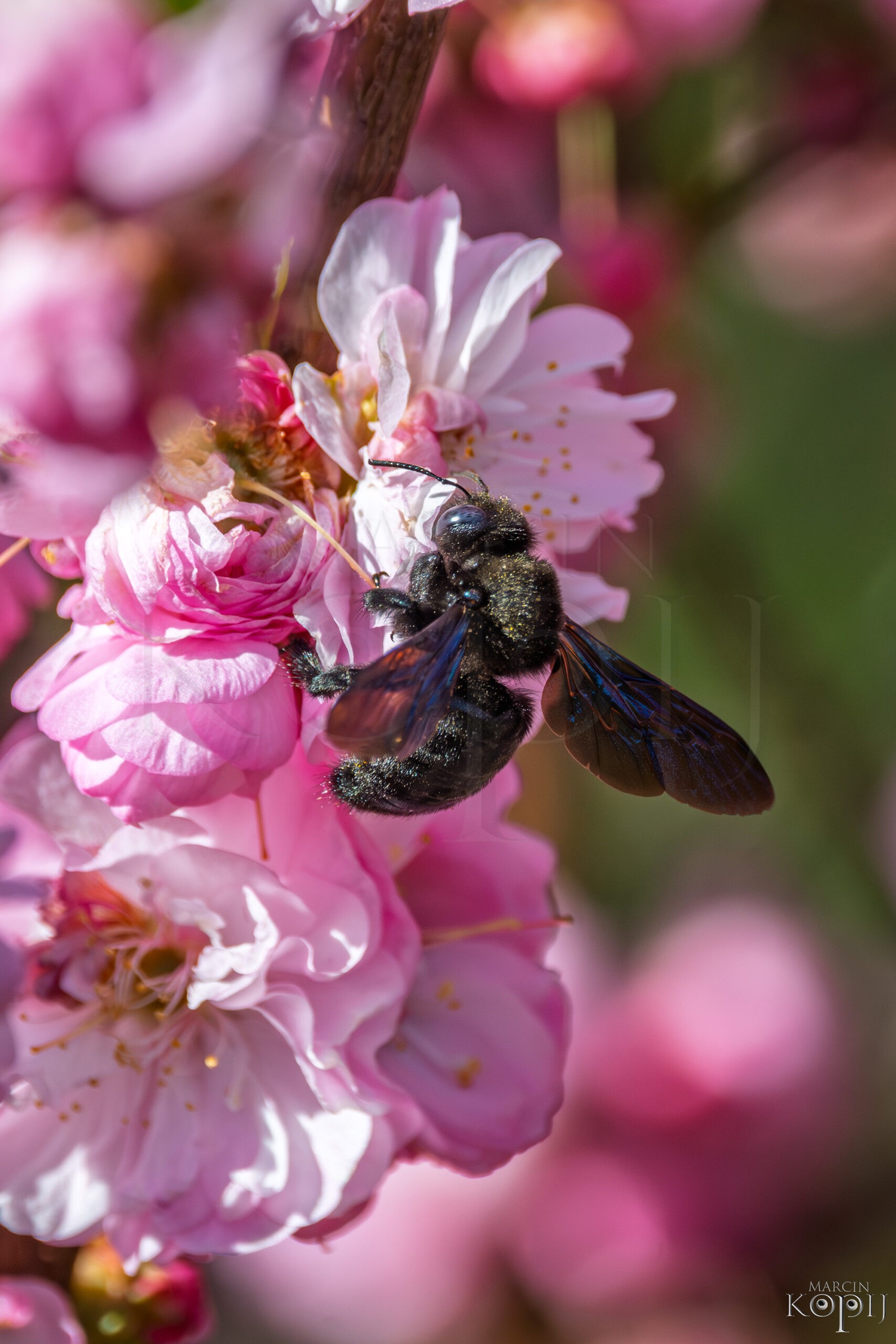 zadrzechnia fioletowa