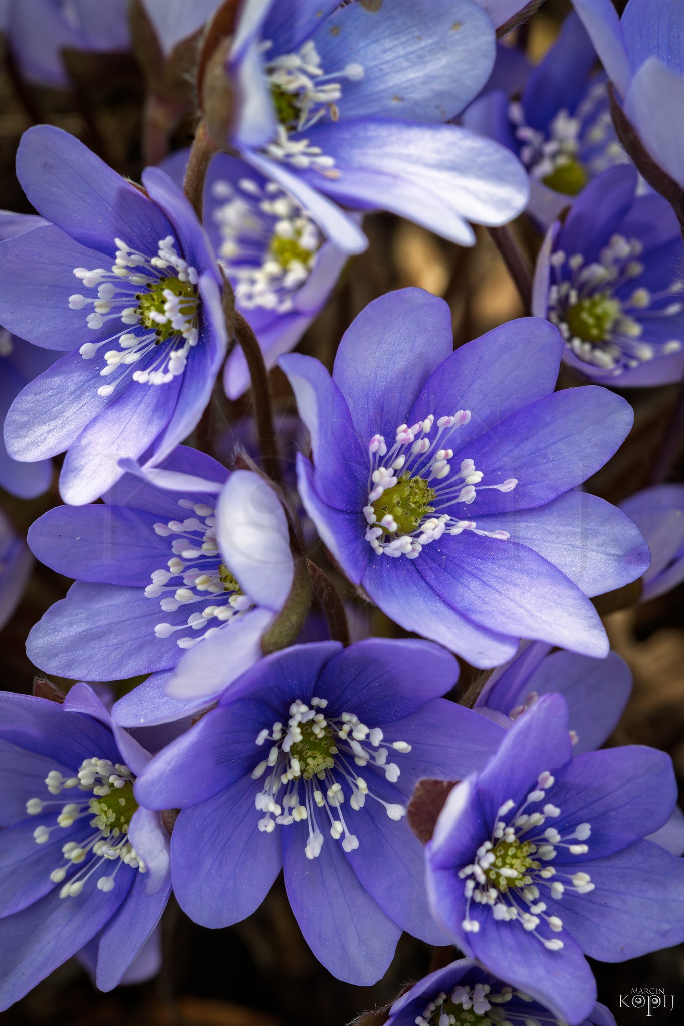 przylaszczka - Marcin Kopij