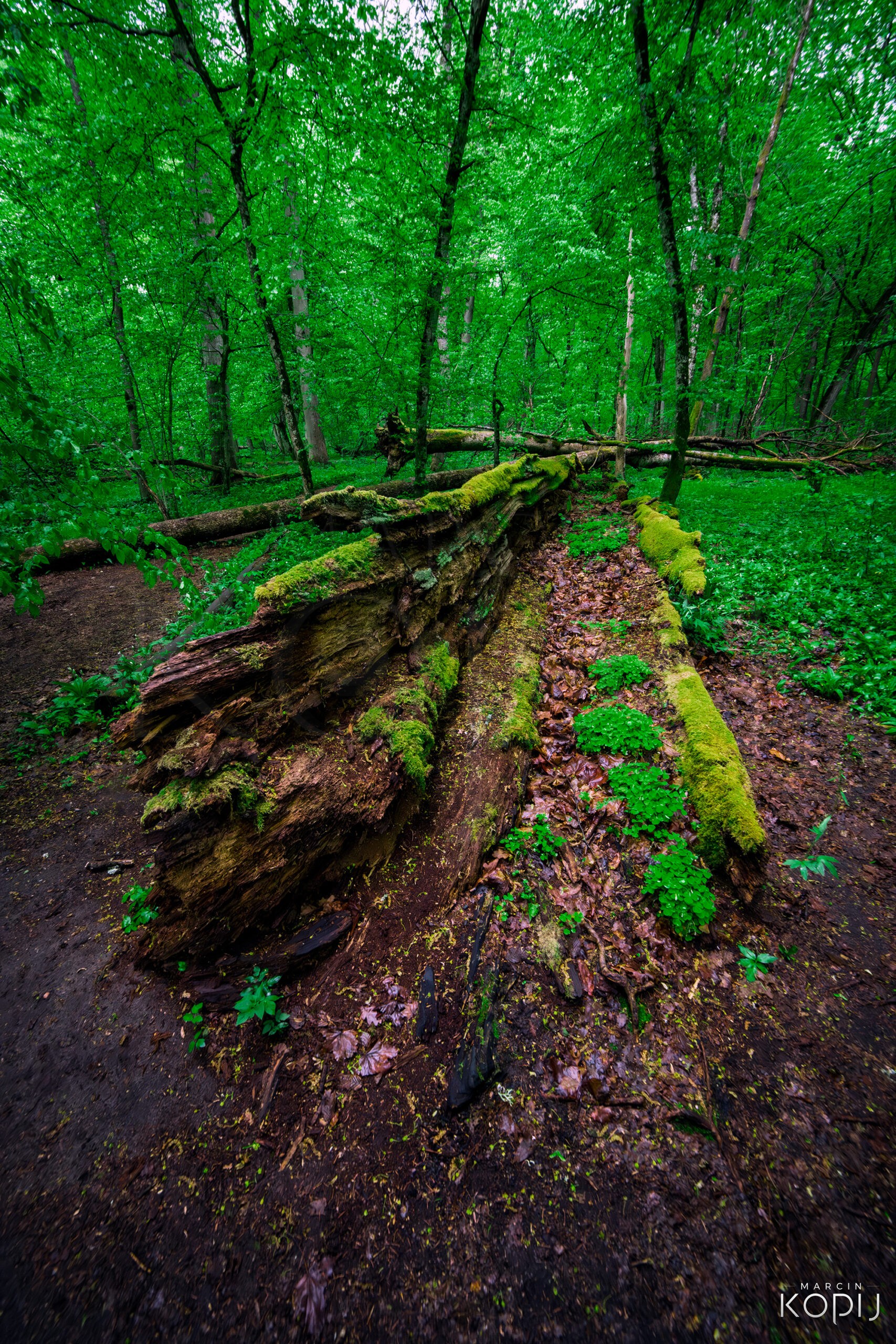 Dąb Jagiełły z Rezerwatu Ścisłego, Białowieski Park Narodowy
