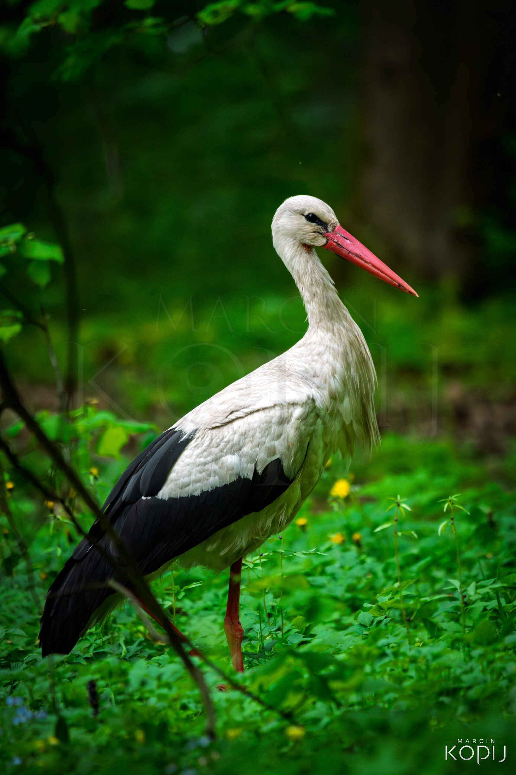 Bocian z Puszczy Białowieskiej, Białowieski Park Narodowy.
