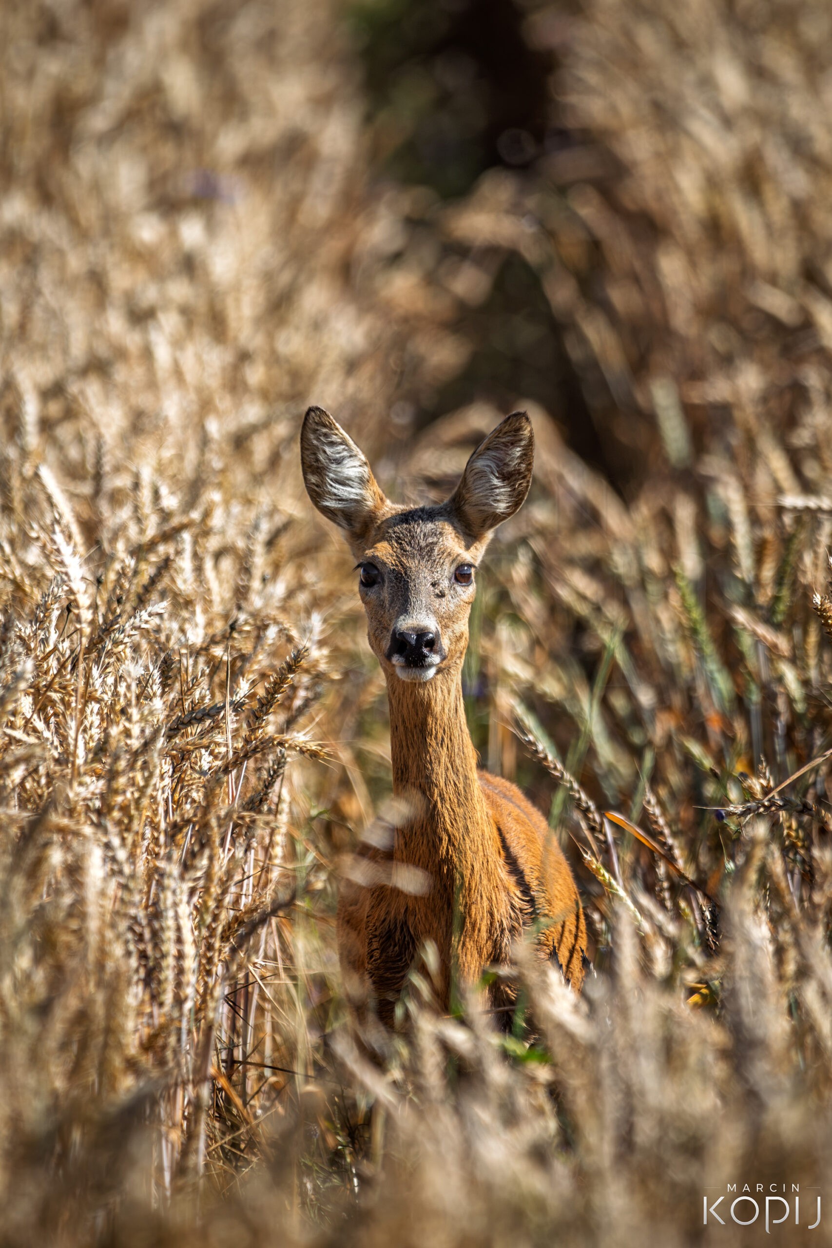 Sarna w lipcowym zbożu - letnie spotkanie z dziką naturą