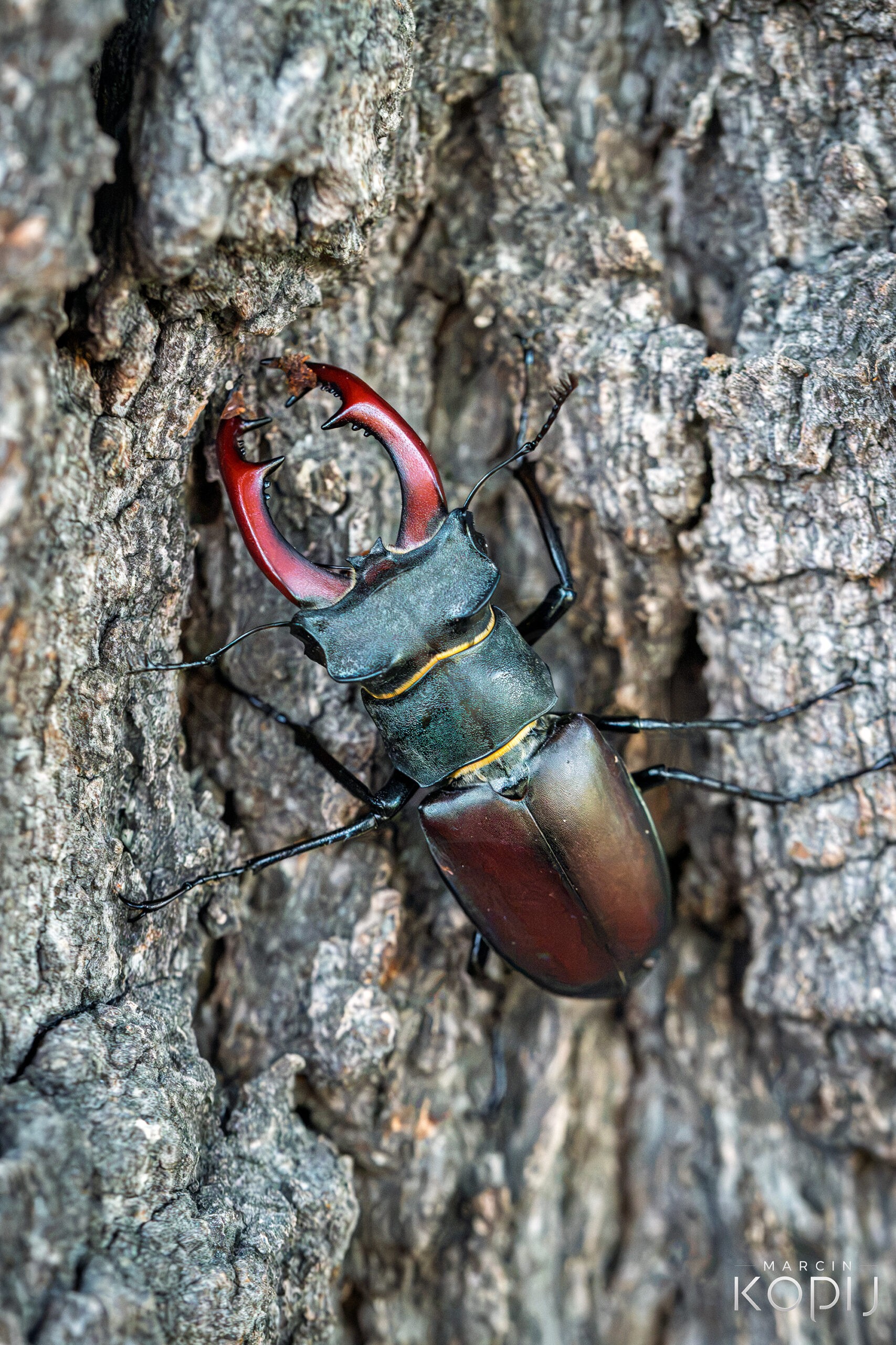 Jelonek rogacz (Lucanus cervus) w Gminie Żukowice – spotkanie z jednym z największych chrząszczy Europy