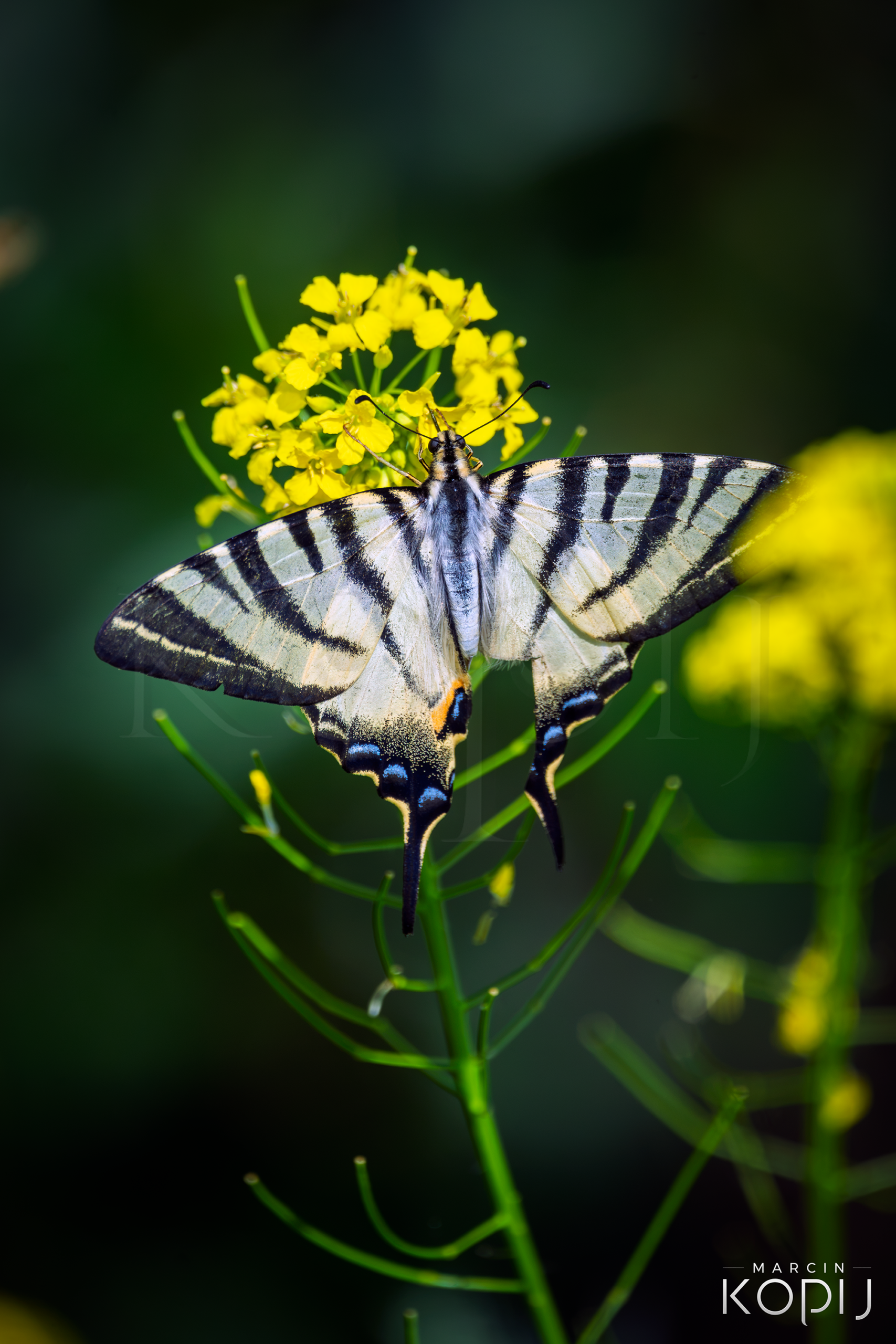 Paź żeglarz (Iphiclides podalirius) – jeden z najpiękniejszych motyli Polski