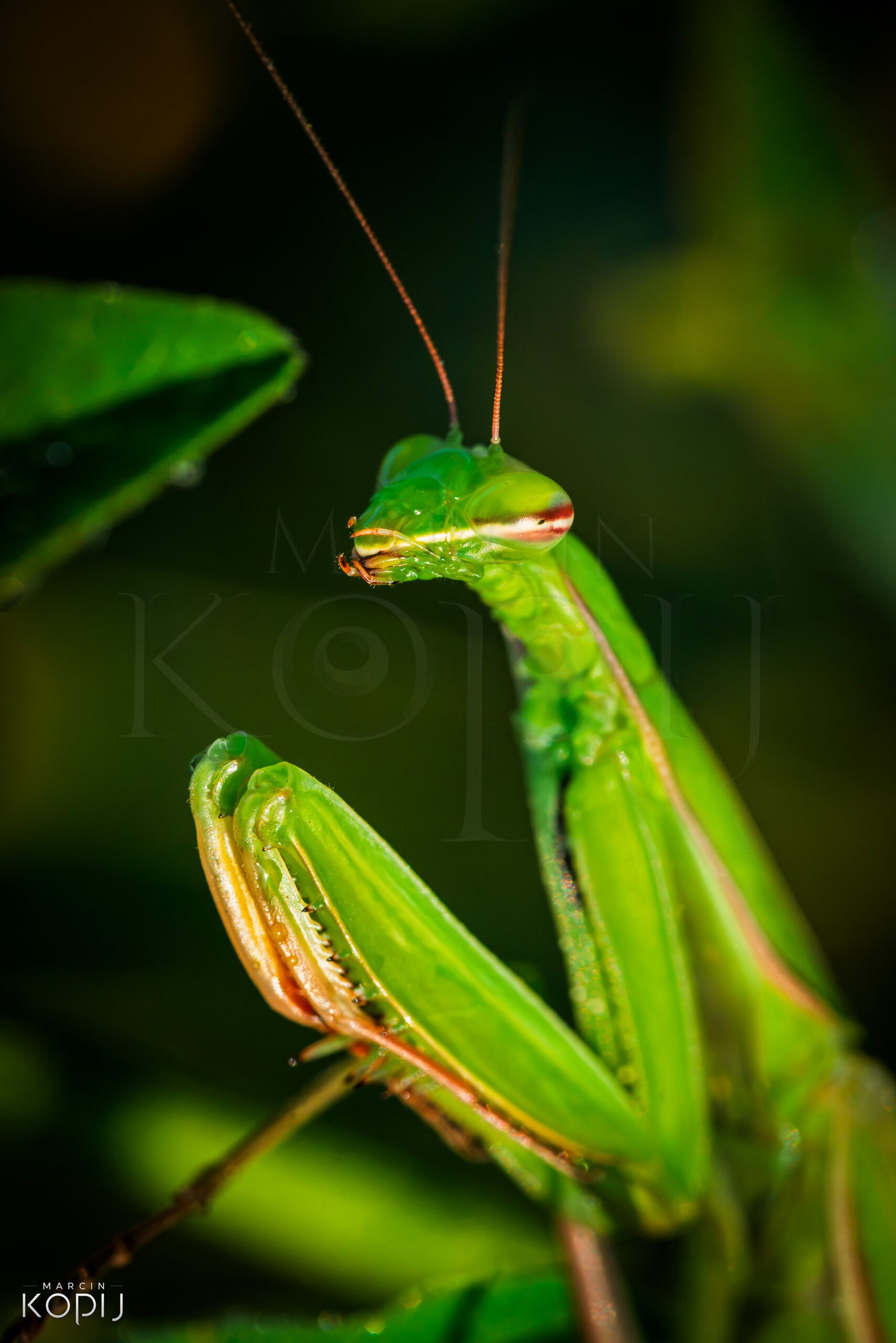 Modliszka zwyczajna (Mantis religiosa) – niezwykły drapieżnik sfotografowany w Jerzmanowej na Dolnym Śląsku