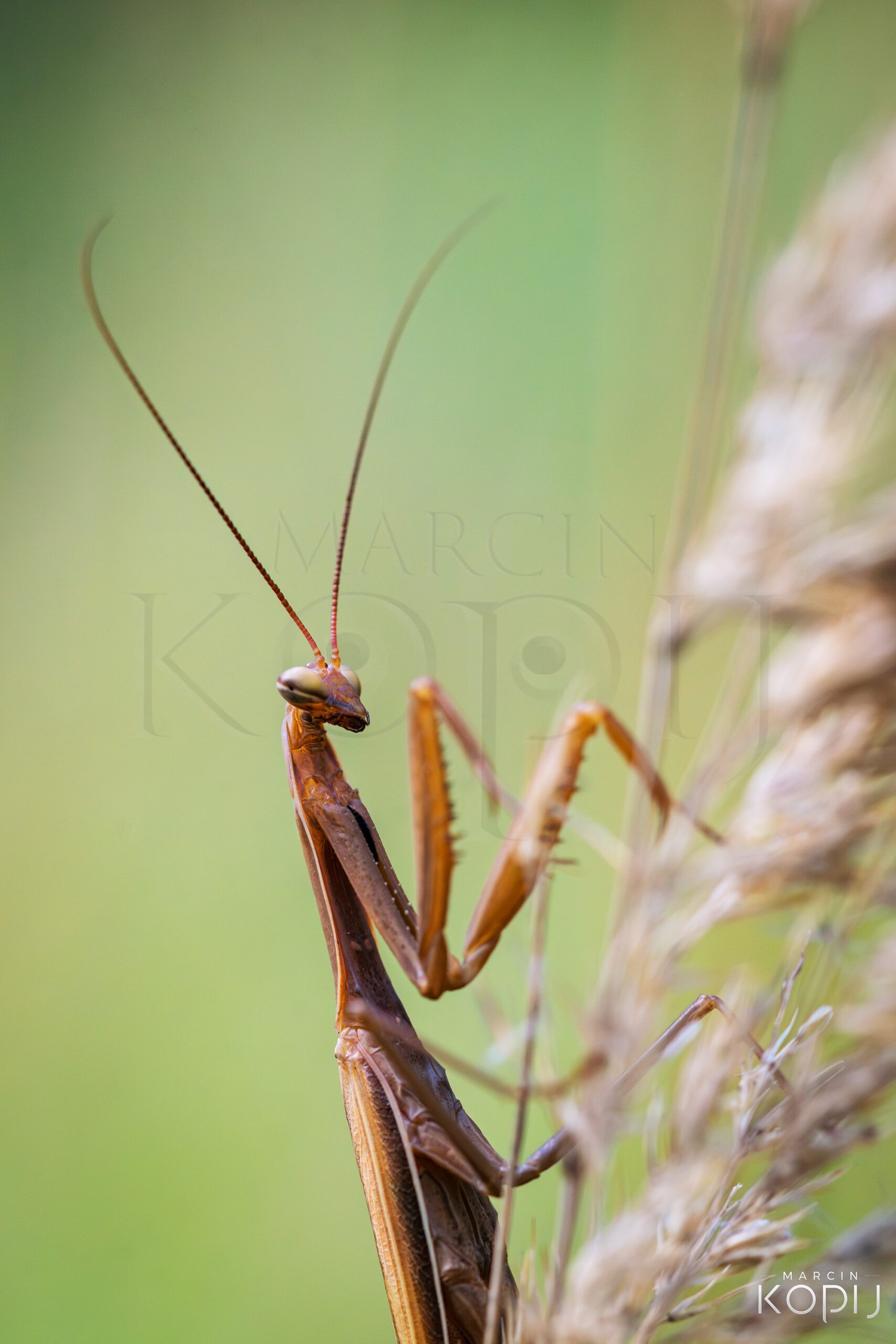 Samiec modliszki zwyczajnej (Mantis religiosa) w brązowej odsłonie