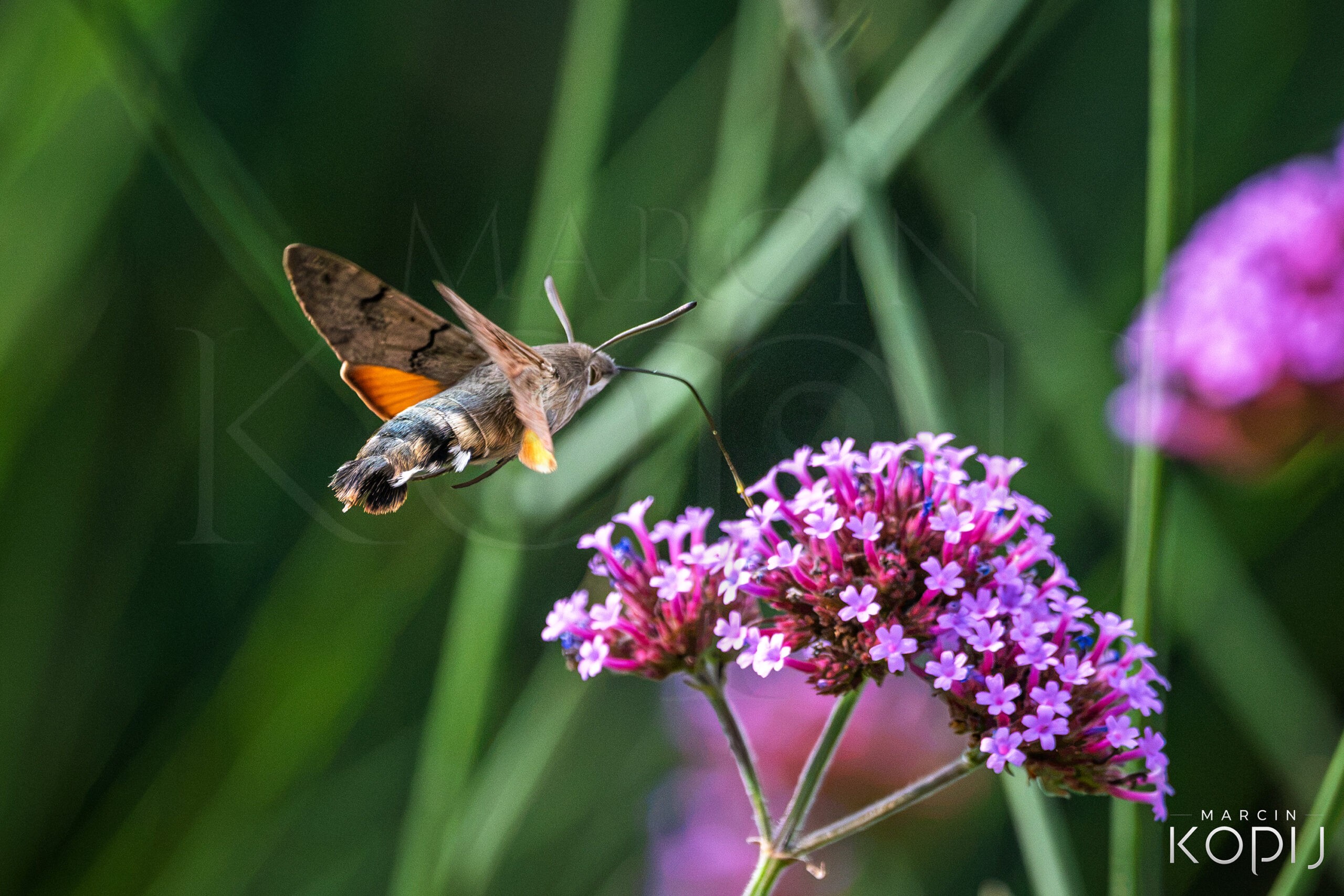 Fruczak gołąbek – niezwykły motyl, który wygląda i lata jak koliber