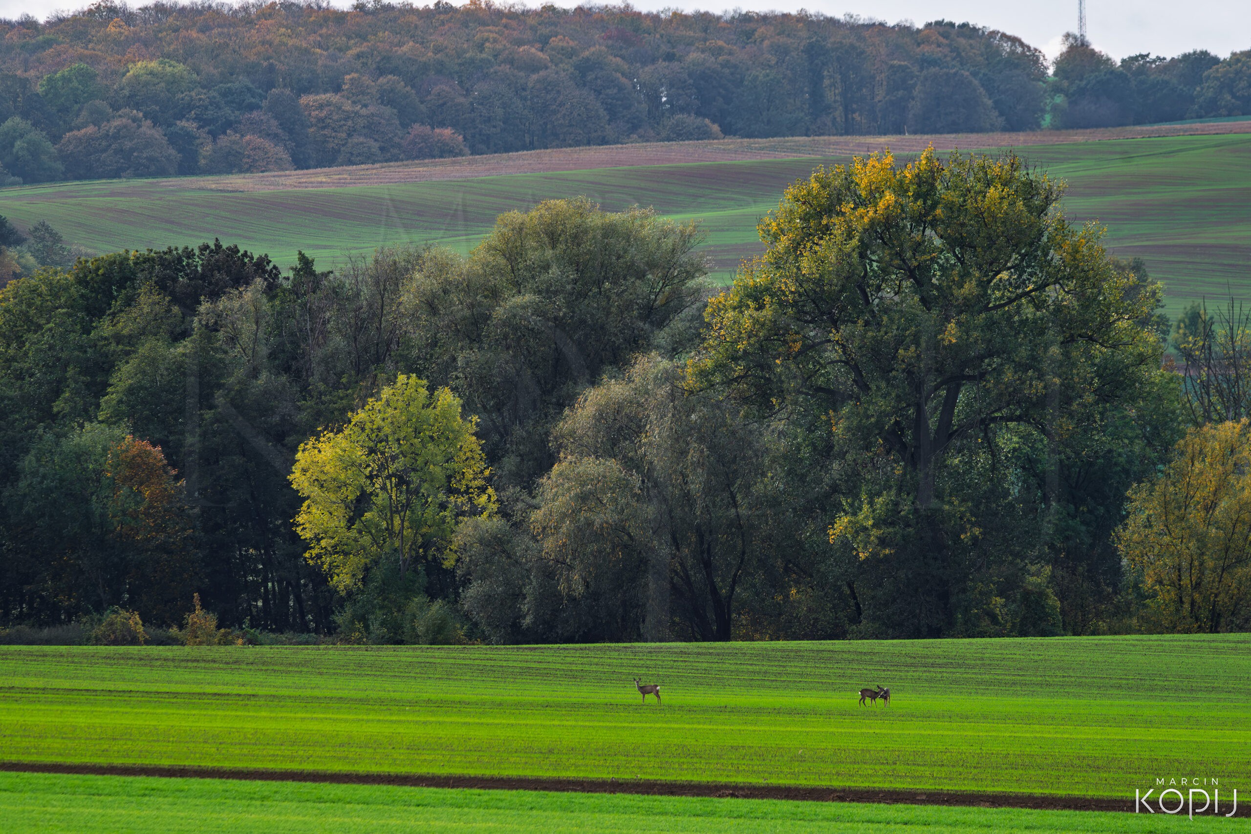 Jesienne krajobrazy Wzgórz Dalkowskich. Pola, wzgórza i spotkania z naturą
